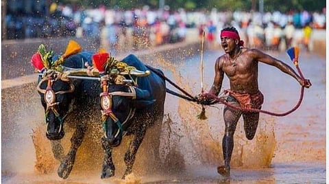 கம்பாளா எருமை மாட்டுப் பந்தயத்தில் ஓடிய ஸ்ரீநிவாஸ் கவுடா
