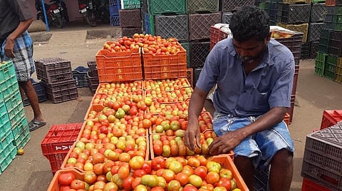 தக்காளி விளைச்சல் அதிகரிப்பு.
