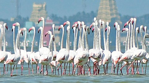 தனுஷ்கோடி கோதண்டராமர் கோவில் அருகே இரை தேடும் பிளமிங்கோ பறவைகள்படம்: எல். பாலச்சந்தர்