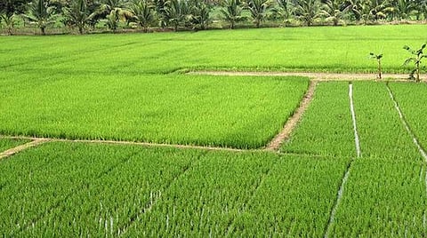 பாதுகாக்கப்பட்ட வேளாண் மண்டல பகுதிகளில் ஹைட்ரோ கார்பன் உள்ளிட்ட புதிய தொழில் திட்டங்களுக்கு தடை: அறிவிப்பாணை வெளியிட்டது தமிழக அரசு