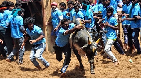 பில்லமநாயக்கன்பட்டியில் சீறிப்பாய்ந்த காளைகளை அடக்கிய 30 வீரர்கள் காயம்
