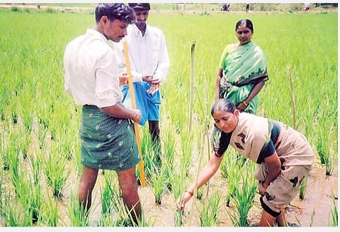 விதை முதல் விளைச்சல் வரை 24: ஒருங்கிணைந்த பூச்சி மேலாண்மையில் வயல் சூழல் ஆய்வு