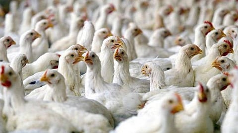 கரோனாவுக்கும் கோழிக்கறிக்கும் என்ன சம்பந்தம்?