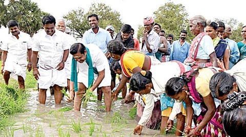 திருவாரூர் மாவட்டம் நீடாமங்கலம் அருகே சித்தமல்லியில் நேற்று வயலில் நெல் நடவுப் பணி நடைபெறுவதைப் பார்த்த முதல்வர் பழனிசாமி, காரிலிருந்து இறங்கிச் சென்று விவசாய தொழிலாளர்களோடு சேர்ந்து நாற்று நட்டார். உடன் அமைச்சர்கள் காமராஜ், விஜயபாஸ்கர், துரைக்கண்ணு உள்ளிட்டோர்.