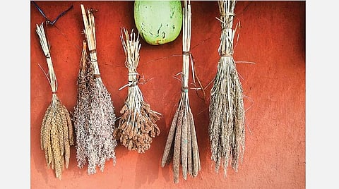 ஏன் மறைந்தன சிறு தானியப் பயிர்கள்?