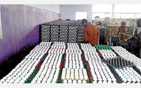 நாமக்கல் - திருச்சி சாலையில் உள்ள கோழிப்பண்ணையில் உற்பத்தியாகும் முட்டையை சேகரிக்கும் பணியில் ஈடுபட்டுள்ள தொழிலாளி.