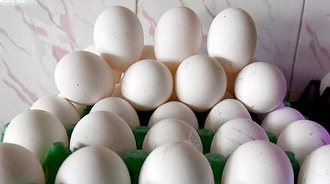 முட்டை விலை ஒரே நாளில் 70 காசுகள் சரிந்தது- கோழிப்பண்ணையாளர்கள் கலக்கம்