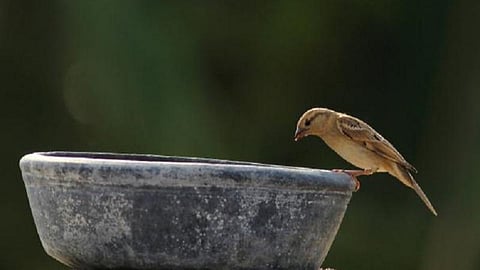 உலகளவில் சிட்டுக்குருவிகள் அழிவுக்கு சீனா காரணமா?- பறவையியல் ஆர்வலர் அதிர்ச்சித் தகவல்