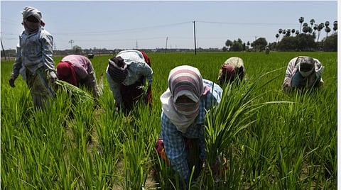 கரோனா அச்சம்; வானூர் அருகே முகங்களை மூடி விவசாயப் பணிகளில் ஈடுபட்ட விவசாயிகள்