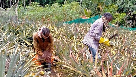 கரோனாவால் குமரியில் மலைப்பயிர் பொருட்கள் ஏற்றுமதி பாதிப்பு: ரூ.200 கோடி இழப்பு- மலைகிராம விவசாயிகள் வாழ்வாதாரம் இன்றி தவிப்பு