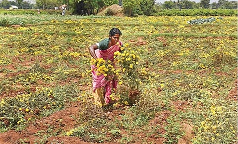 ஊரடங்கு உத்தரவால் விற்பனைக்குப் பறிக்க முடியாத நிலையில் திருச்சி அருகே எட்டரை பகுதியில் கருகி வீணான செவ்வந்தி மலர்ச் செடிகளை வேரோடு பறிக்கும் விவசாயத் தொழிலாளர்.