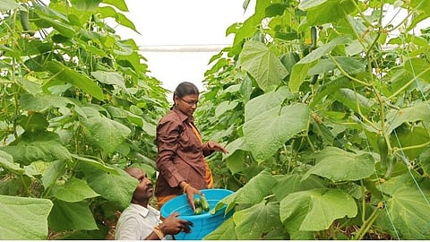 வத்தலகுண்டு பகுதியில் விளையும் சாம்பார் வெள்ளரிக்காய்: விற்பனைக்கு அனுப்ப முடியாத நிலையில் பறித்து கீழே கொட்டும் அவலம்