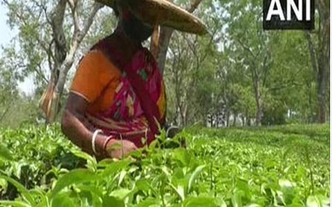 திரிபுராவில் விவசாயத் தோட்டப் பணிகள் தொடங்கின. துர்கா பாரி எஸ்டேட்டில் முகக்கவசம் அணிந்து தேயிலை பறிக்கும் ஒரு பெண் | படம்: ஏஎன்ஐ