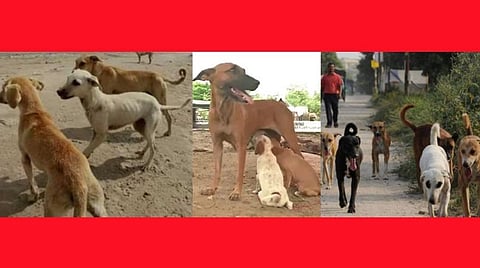 ஆதரவற்ற விலங்குகள், தெருநாய்களுக்கு உணவு; மாவட்ட ஆட்சியர்களுக்கு அறிவுறுத்தல்: கால்நடை பராமரிப்புத்துறை அறிவிப்பு