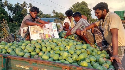 தென்காசி மாவட்டத்தில் மாங்காய் விளைச்சல் அமோகம்: கரோனா ஊரடங்கால் விலை வீழ்ச்சி