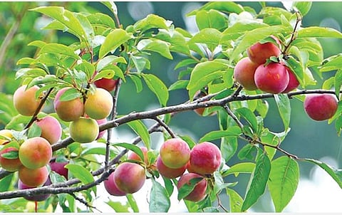 கொடைக்கானல் பூம்பாறை அருகே விளைந்துள்ள பிளம்ஸ் பழங்கள்.