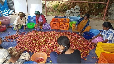 இந்து தமிழ் திசை செய்தி எதிரொலி: கொடைக்கானலில் விளைந்த பிளம்ஸ் பழங்களை கேரளாவிற்கு விற்பனைக்கு அனுப்ப ஏற்பாடு- மலை விவசாயிகள் மகிழ்ச்சி