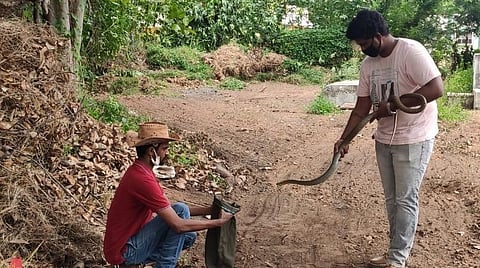 தஞ்சாவூர் ராசா மிராசுதார் மருத்துவமனையில் பாம்பு பிடிக்கும் பணியில் தன்னார்வலர்கள்.