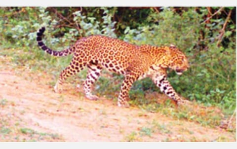 ராஜபாளையம் அருகே மேற்குத் தொடர்ச்சி மலைப் பகுதியில் காணப்பட்ட சிறுத்தை (கோப்புப் படம்).