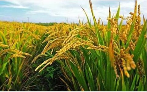 நிகழாண்டில் தமிழகத்தில் 20% கூடுதல் நெல் விளைச்சல்: அமைச்சர் ஆர்.காமராஜ்