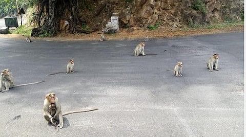 கொடைக்கானல் மலைச்சாலை டம்டம்பாறை அருகே சாலையில் கூட்டமாக உலாவரும் குரங்குகள்.