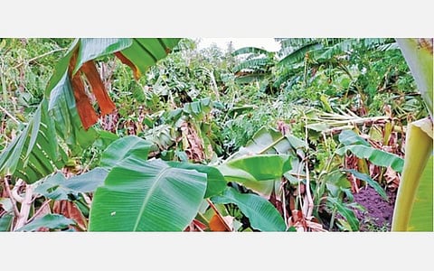 கோவில்பட்டி அருகே லட்சுமிபுரத்தில் சூறைக்காற்றில் சாய்ந்த வாழைகள்.