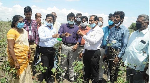திருவேங்கடம் பகுதியில் காணப்படும் வெட்டுக்கிளிகள் பாதிப்பை ஏற்படுத்தாது: வேளாண் இணை இயக்குநர் தகவல்