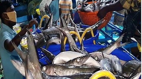 நல்ல மீன்பாடு, அதிக விலை: 3 மாதங்களுக்குப் பின் தொழில் தொடங்கிய தூத்துக்குடி விசைப்படகு மீனவர்கள் மகிழ்ச்சி
