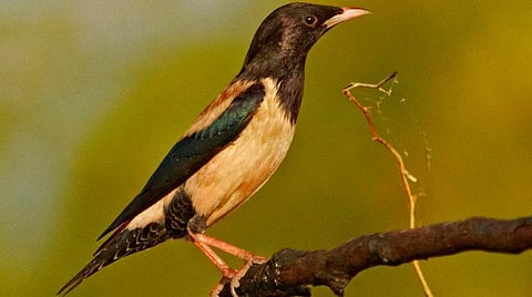 ரோஸி ஸ்டார்லிங்