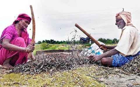 மதுரை மாவட்டத்தில் பயறு சாகுபடியை 11,500 ஹெக்டேரில் அதிகரிக்க திட்டம்: மாவட்ட வேளாண் இணை இயக்குநர் தகவல்