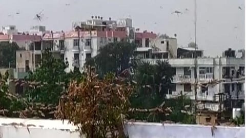 ஓயாத வெட்டுக்கிளிகளின் அட்டகாசம்: உ.பி. பிரயாக்ராஜில் பயிர்கள் நாசம்