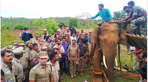 தேன்கனிக்கோட்டை வனச்சரகம் திம்மசந்திரம் காப்புக்காட்டில் பிடிபட்ட யானையுடன் மாவட்ட வன அலுவலர் பிரபு, தேன்கனிக்கோட்டை வனச்சரகர் சுகுமார் மற்றும் வனத்துறையினர்.