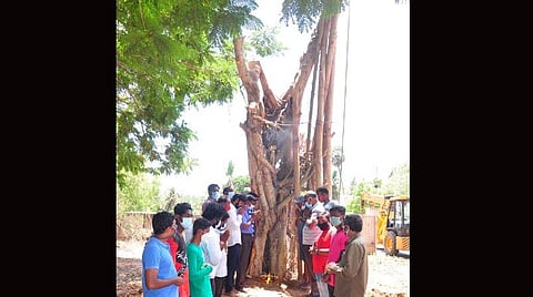 வேருடன் பிடுங்கியெறியப்பட்ட ஆலமரத்தை அரசுக் கல்லூரி வளாகத்தில் நட்டு கற்பூரம் ஏந்திக் கும்பிட்ட சமூக ஆர்வலர்கள்.