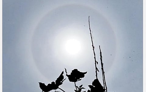 சூரிய கிரகணம் இன்று நிகழ உள்ள நிலையில், நேற்று ஒளி வட்டத்துடன் காணப்பட்ட சூரியன்.படம்: ம.பிரபு