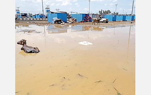 சென்னையில் நேற்று முன்தினம் இரவு முதல் அதிகாலை வரை பெய்த மழையால் திருமழிசை காய்கறி சந்தை சேறும் சகதியுமாக மாறி உள்ளது. படம்: ம.பிரபு