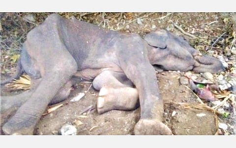 மேட்டூர் அடுத்த கொளத்தூர் அருகே வனப்பகுதியில் உடல் மெலிந்து, எலும்பும் தோலுமாக மயங்கி கிடந்த யானை.