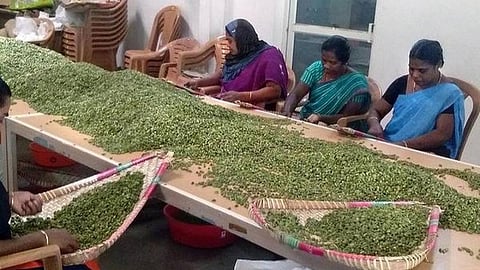 கேரளாவில் நாளை நடைபெறும் ஏலக்காய் ஏலத்தில் தமிழக உற்பத்தியாளர்கள் 40 பேருக்கு அனுமதி