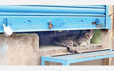 முழு ஊரடங்குக்கு கட்டுப்பட்டு சென்னை போரூரில் பூட்டிய கடைக்குள் முடங்கியுள்ள பூனை. படம்: ம.பிரபு