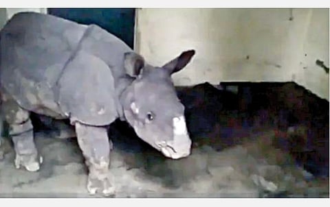 மீட்கப்பட்ட ஒற்றை கொம்பு பெண் காண்டாமிருக குட்டி.