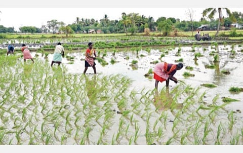 திருச்சியை அடுத்த சிறுமருதூரில் உள்ள வயலில் நெல் நடவுப் பணியில் ஈடுபட்டுள்ள பெண்கள்.படம்: ஜி.ஞானவேல்முருகன்