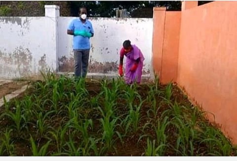 சோளக் கொல்லையான குப்பை மேடு!- தூய்மைப் பணியாளரின் வேளாண் ஆர்வம்
