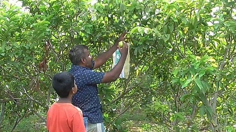 பழநி அருகே தனது தோட்டத்தில் கொய்யா பறிக்கும் பணியில் ஈடுபட்டுள்ள எம்.பி.ஏ.,பட்டதாரி மகுடீஸ்வரன்.