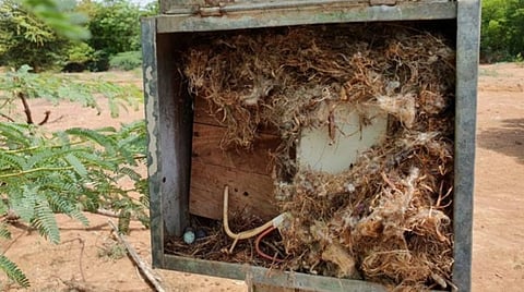 குருவியைப் பாதுகாக்க ஒரு மாதமாக இருளில் வாழும் கிராமமக்கள்