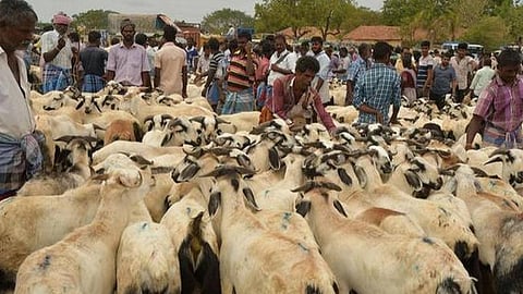 பக்ரீத் பண்டிகையையொட்டி ராமநாதபுரத்தில் ஆடுகளின் விலை உயர்வு