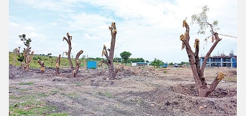 விருதுநகர் அரசு தலைமை மருத்துவமனை வளாகத்திலிருந்து வேரோடு தோண்டி எடுக்கப்பட்டு அரசு மருத்துவக் கல்லூரி வளாகத்தில் நடப்பட்டுள்ள மரங்கள்.