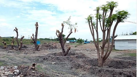 46 மரங்களுக்கு மறுவாழ்வு: விருதுநகரில் மருத்துவமனை விரிவாக்கப் பணிகளுக்காக வேரோடு அப்புறப்படுத்தி வேறிடத்தில் நடப்பட்ட மரங்கள் துளிர்த்தன