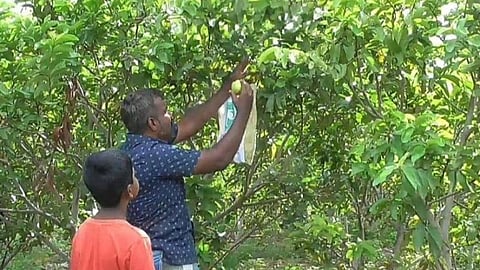 கவாத்து செய்தால் குடை போல் மாறும் கொய்யா மரங்கள்: மகசூல் அதிகரிப்பதாக தோட்டக்கலைத்துறை அறிவுரை