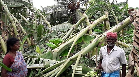 செட்டிப்பட்டு கிராமத்தில் சேதமடைந்த வாழை மரங்களைச் சோகத்துடன் பார்க்கும் விவசாயிகள்.