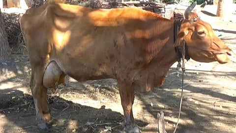 கறவை மாடுகளுக்குப் பரவும் அம்மை நோய்: கவலையில் திருப்புவனம் விவசாயிகள்