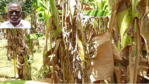 தேவகோட்டை அருகே இளங்குடியில் வெட்டப்படாமல் மரத்திலேயே கருகிய வாழை இலைகள்.